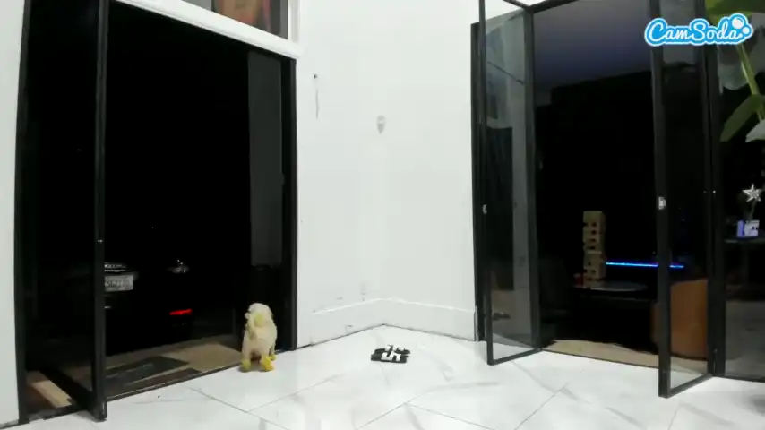 Jamaicatreat - Camsoda Live Video Recording - 2025 03-06 16:43:30